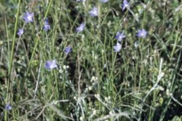 Wahlenbergia gracilenta