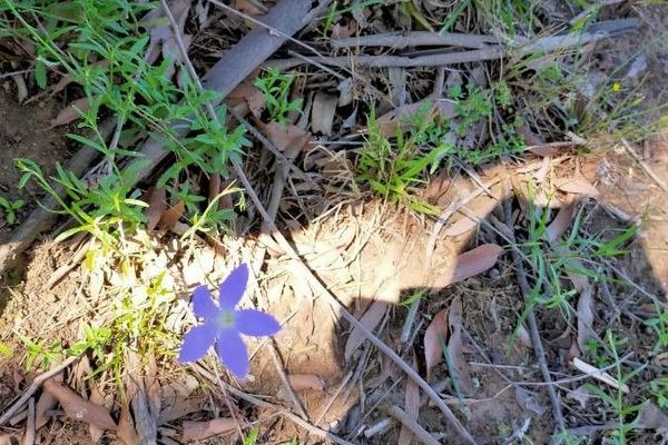 Wahlenbergia stricta