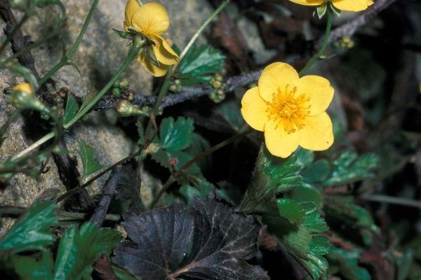 Appalachian barren strawberry