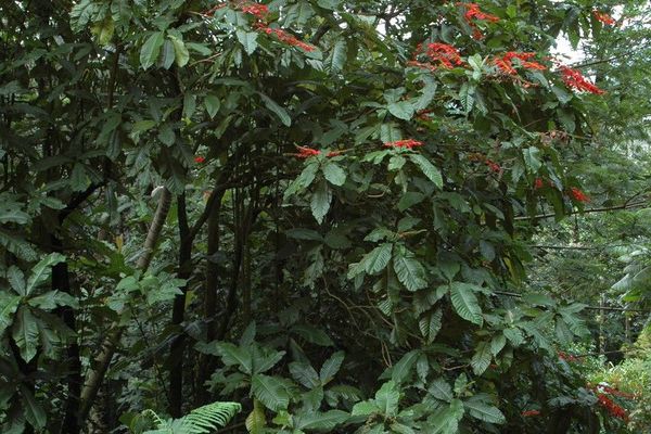 Warszewiczia coccinea