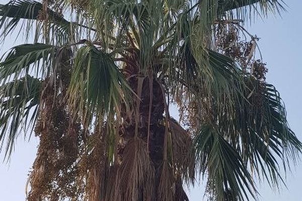 California fan palm