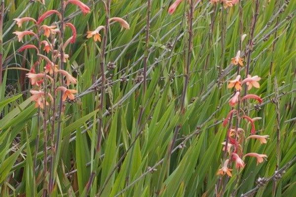 Wild watsonia