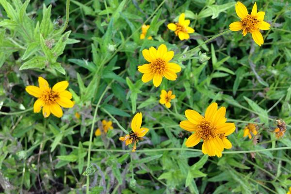 Wedelia acapulcensis