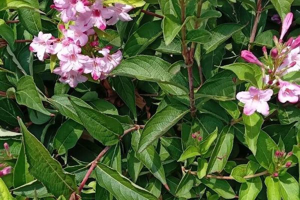 Weigelia