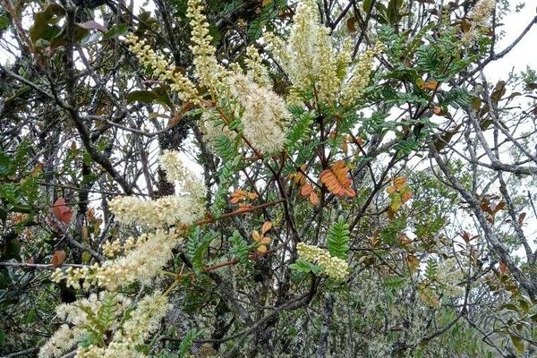 Weinmannia tomentosa