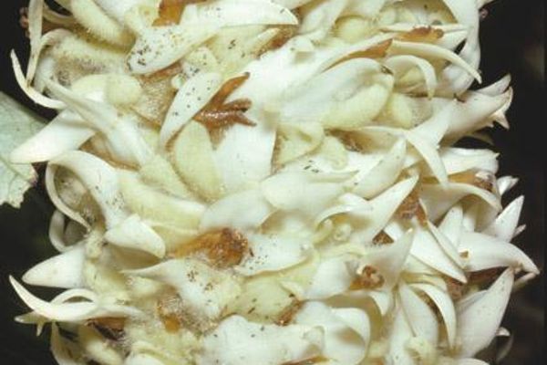 Wettinia quinaria