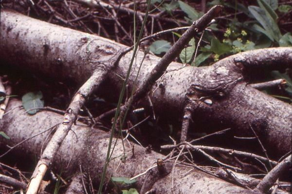 Willemetia stipitata