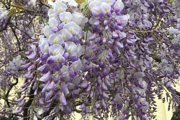 Japanese wisteria