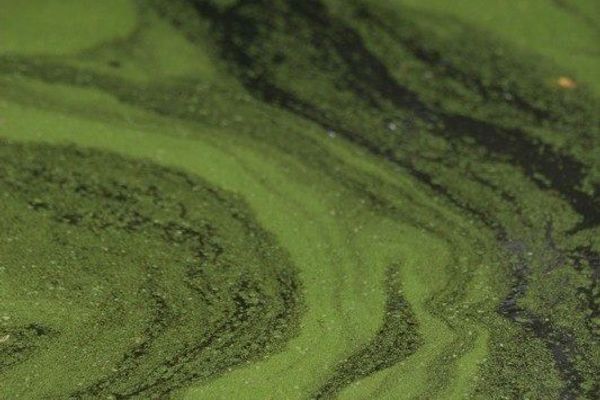 Rootless duckweed