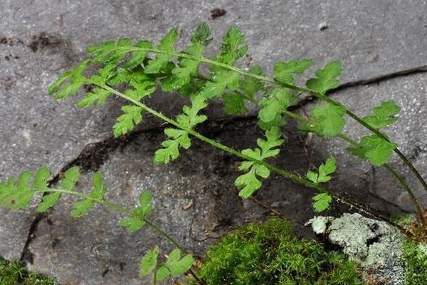 Alpine woodsia