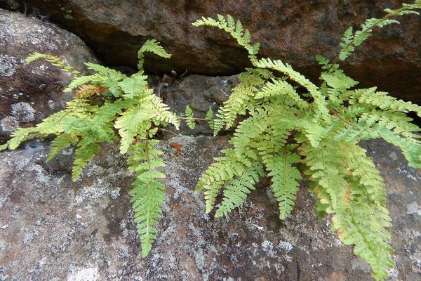 Rusty woodsia