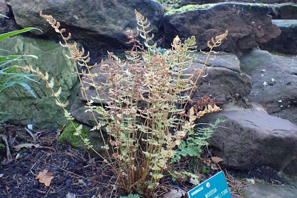 Blunt-lobe woodsia