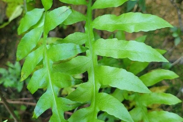 Netted chain fern
