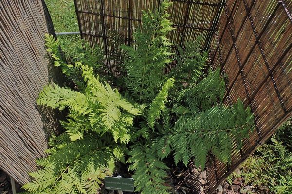Giant chain fern