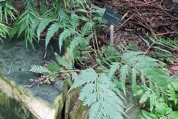 Woodwardia orientalis