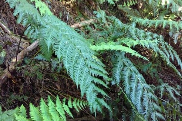 Chain fern