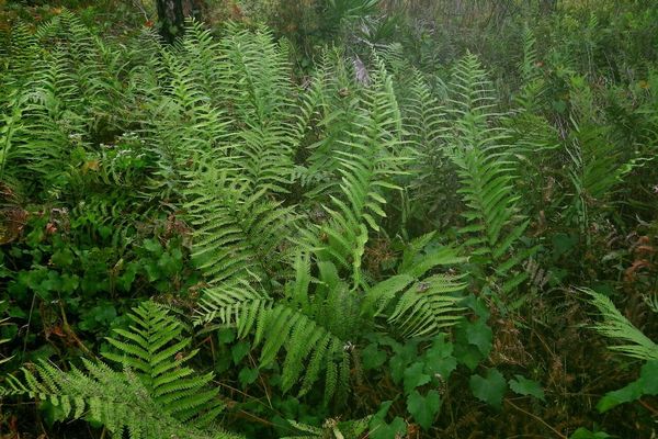 Virginia chain fern