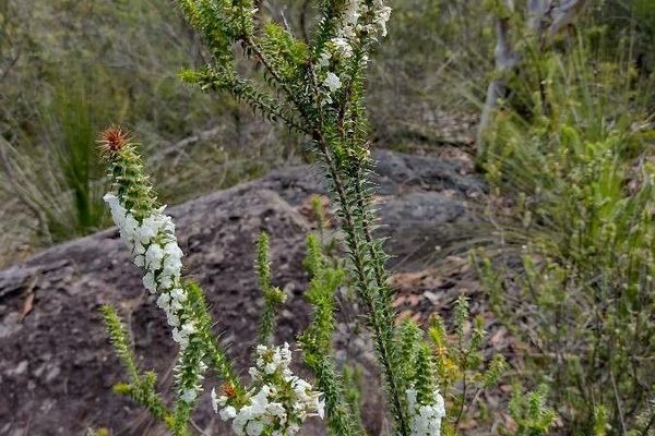 Woollsia pungens