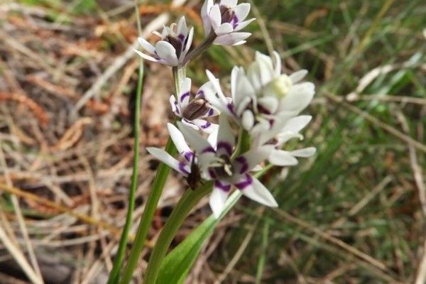 Wurmbea dioica