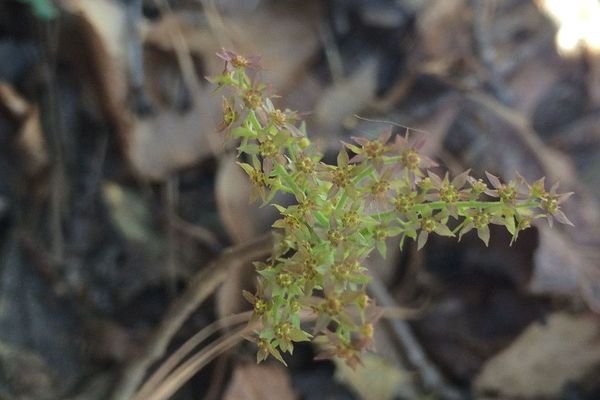 Yellowroot