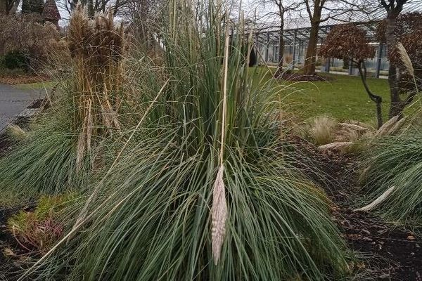Xanthorrhoea australis