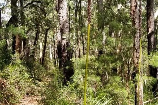 Xanthorrhoea johnsonii