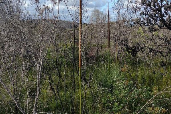 Xanthorrhoea resinosa