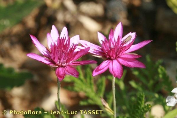 Immortelle