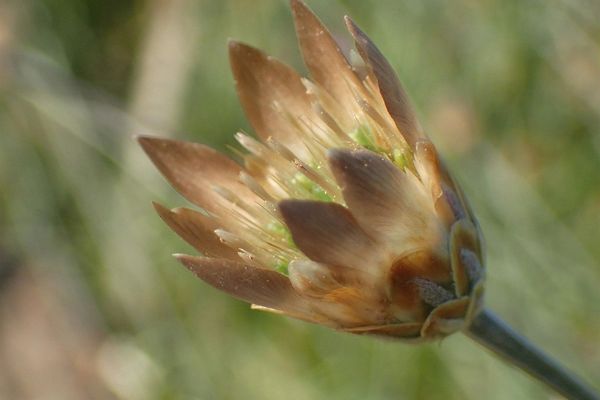 Xeranthemum cylindraceum