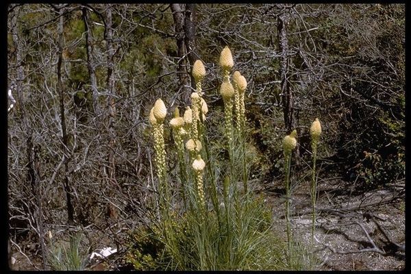 Bear-grass