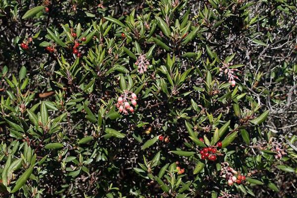 Mission manzanita
