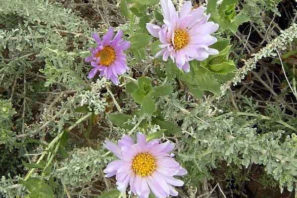 Orcutt's aster