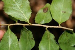 Brushholly