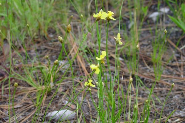 Carolina yellow-eyed-grass