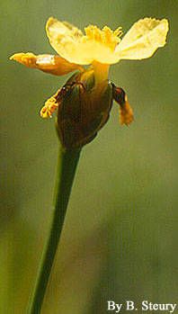 Bog yelloweyed grass