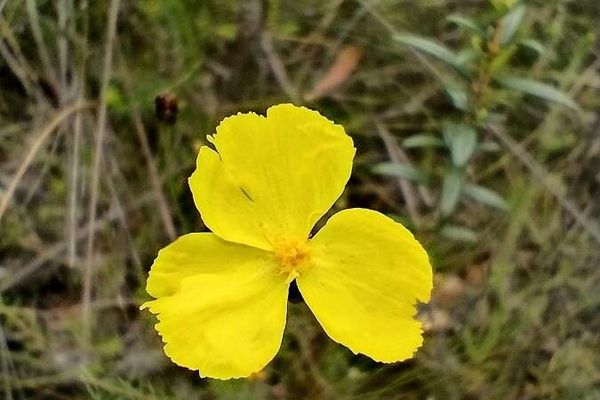Xyris operculata