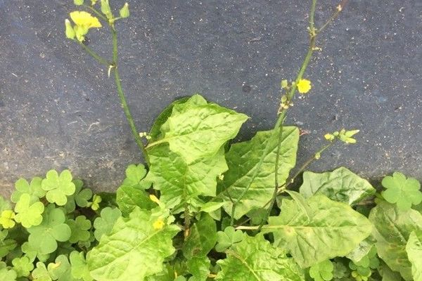 Oriental false hawksbeard