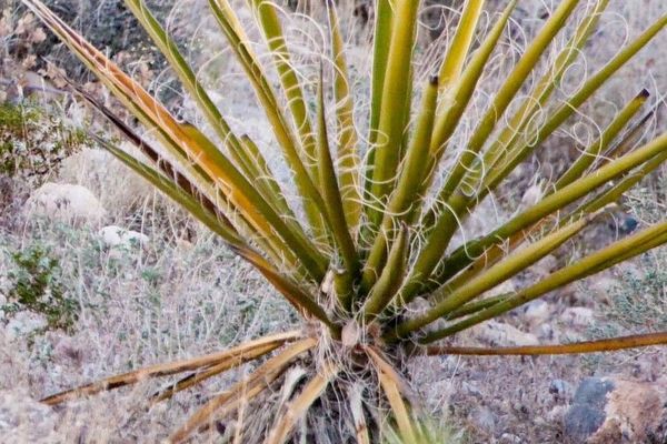 Banana yucca