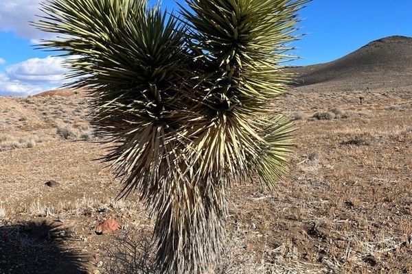 Joshua-tree