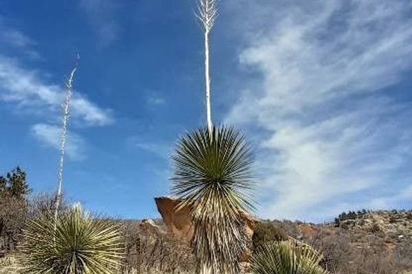 Soaptree yucca