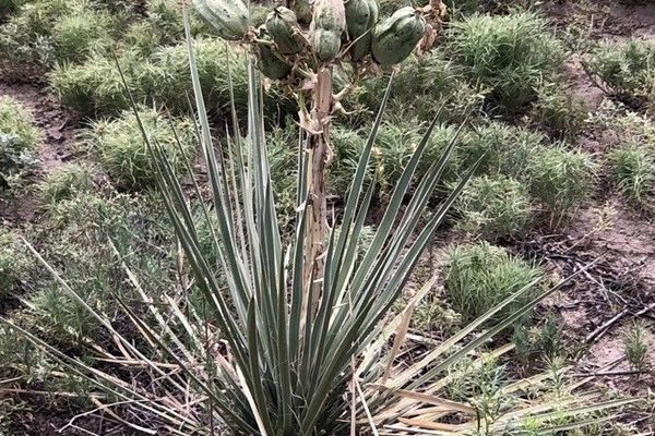 Bear-grass
