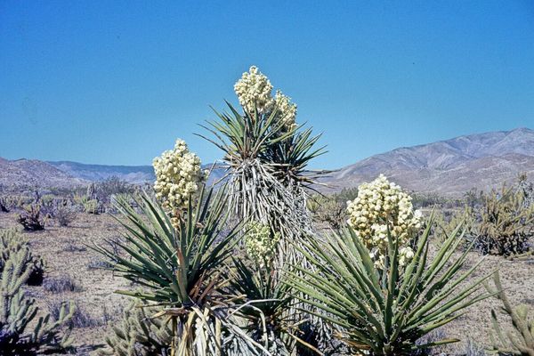Mohave yucca