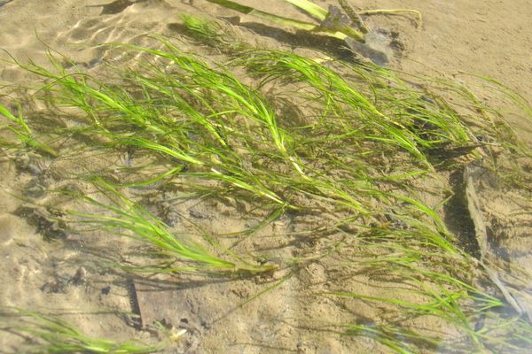 Horned-pondweed
