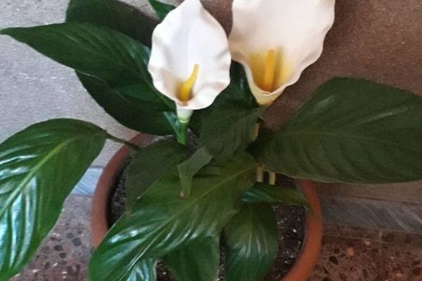 Altar-lily