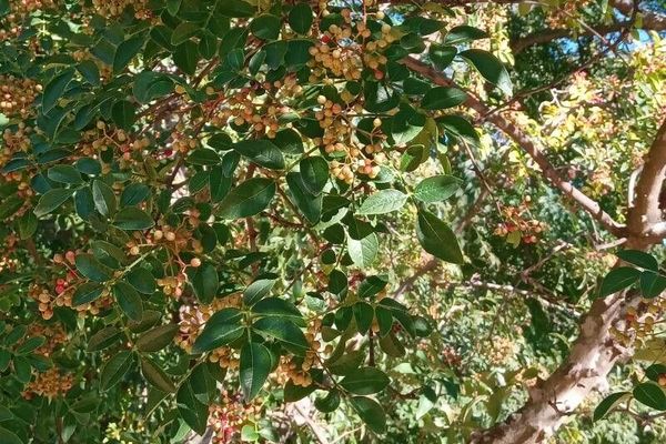Northern prickly-ash
