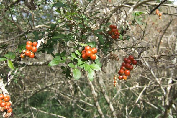 Lime prickly-ash