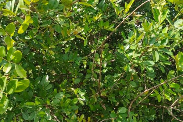 Senegal prickly-ash