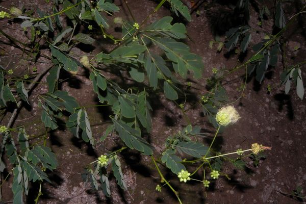 Schott's stickpea