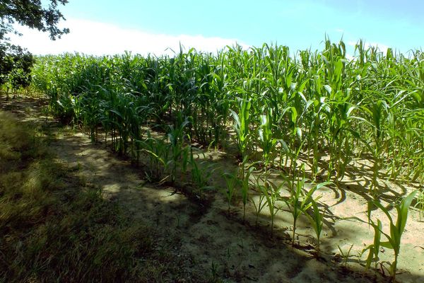 Maize