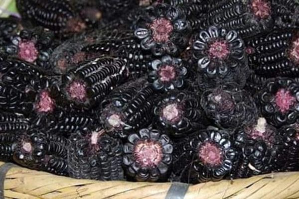 Mexican teosinte